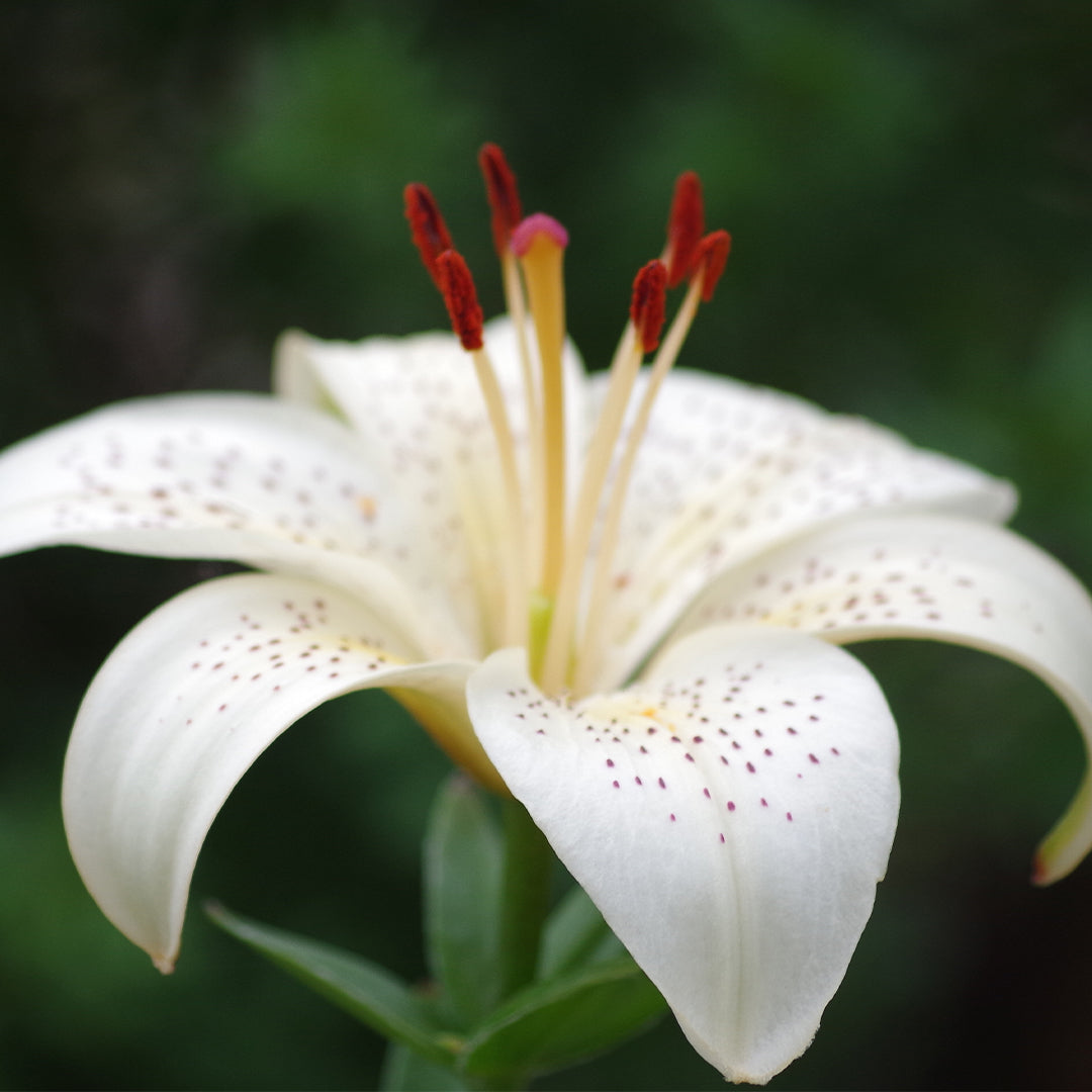 Parfum  luxury Mixte Scarlet Flame  Essence 30% 50 ml ( N° 146U )