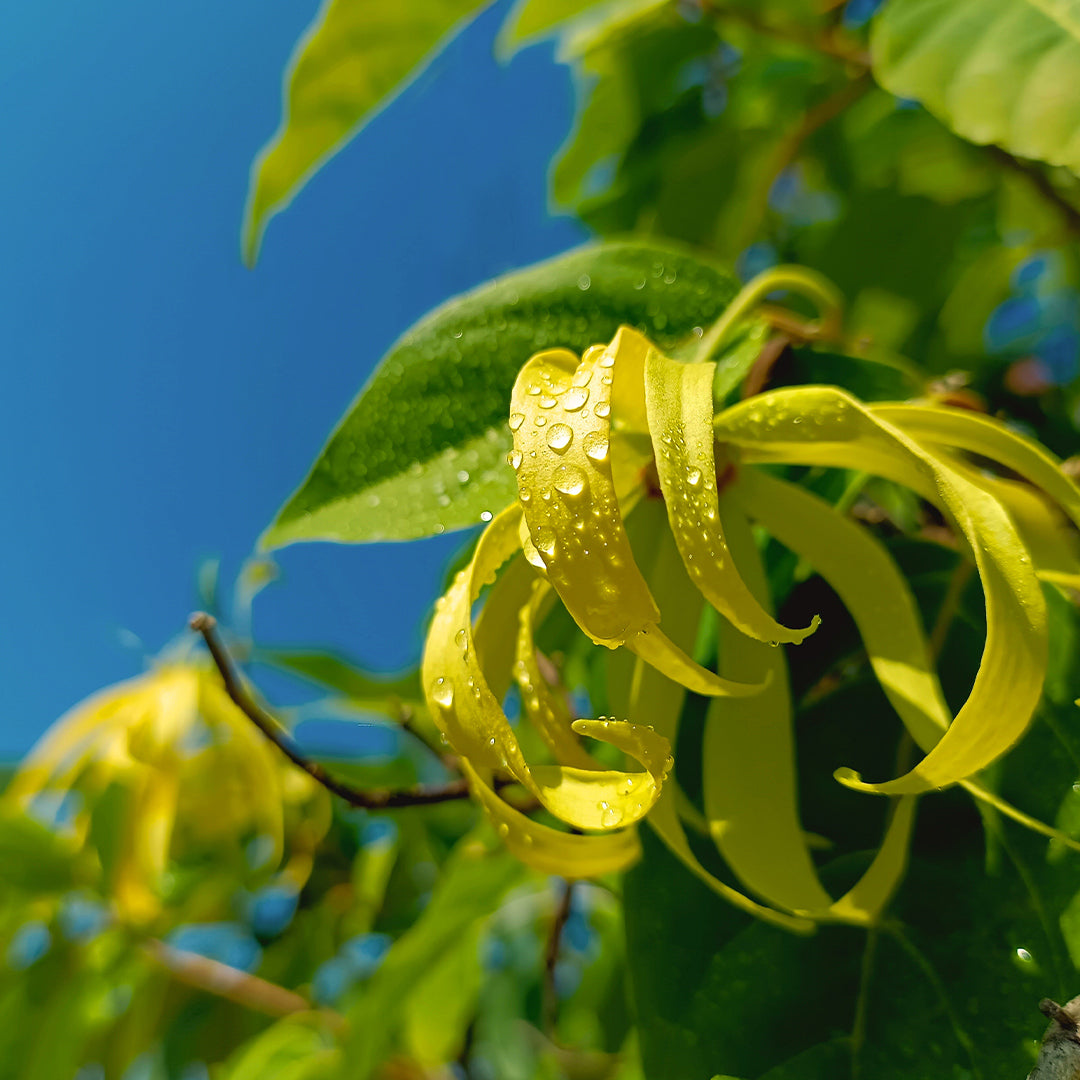 Parfum  luxury Mixte Scarlet Flame  Essence 30% 50 ml ( N° 146U )