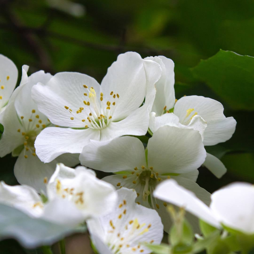 Parfum Chogan 163W Blooming Skin